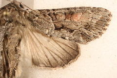 Achatia distincta