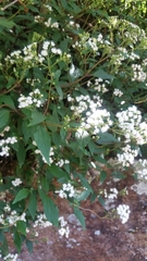 Ageratina riparia