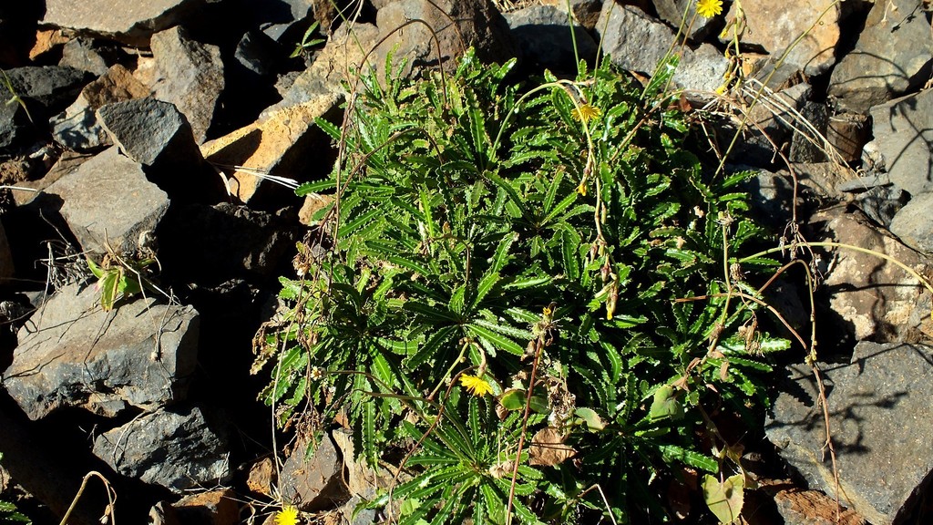 Launaea picridioides