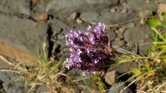 Lavandula rotundifolia image