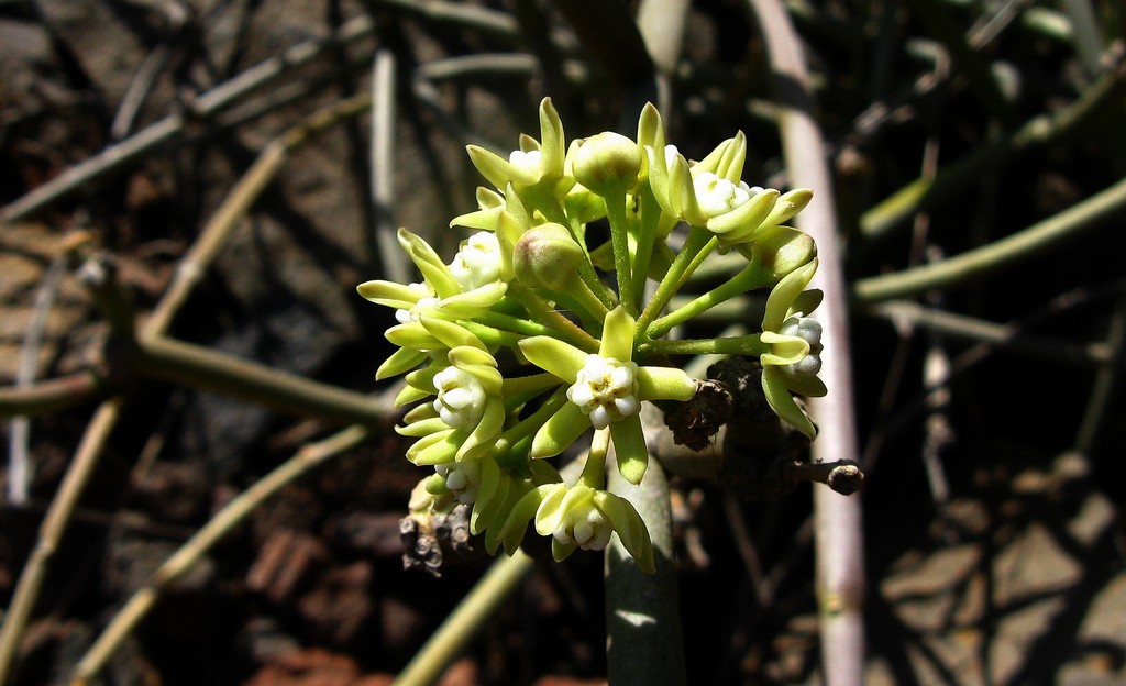 Cynanchum daltonii