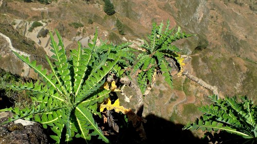 Sonchus daltonii image