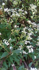 Ageratina riparia
