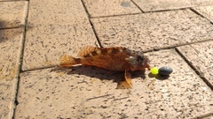 Sebastiscus marmoratus