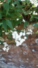 Ageratina riparia