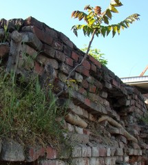 Ailanthus altissima