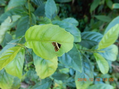 Choreutis xanthogramma