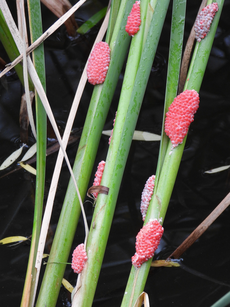 Channeled Apple Snail from Wujiang, Suzhou, Jiangsu, China on May 18 ...