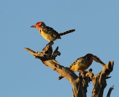 Trachyphonus erythrocephalus