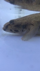 Glossogobius olivaceus