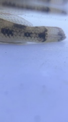 Glossogobius olivaceus