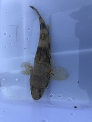 Glossogobius olivaceus