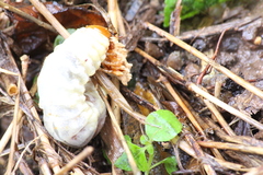 Lucanidae