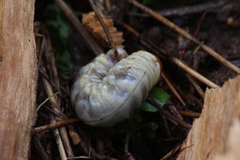 Lucanidae