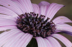 Dimorphotheca spectabilis