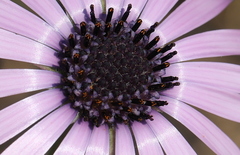 Dimorphotheca spectabilis