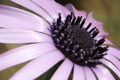 Dimorphotheca spectabilis