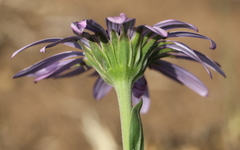 Dimorphotheca spectabilis