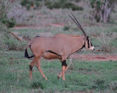 Oryx beisa