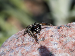 Pellenes geniculatus