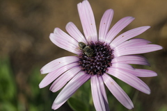 Dimorphotheca spectabilis