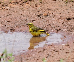 Tmetothylacus tenellus