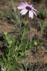 Dimorphotheca spectabilis