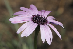 Dimorphotheca spectabilis