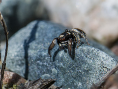 Pellenes geniculatus