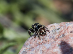 Pellenes geniculatus