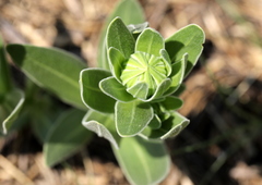 Dimorphotheca spectabilis