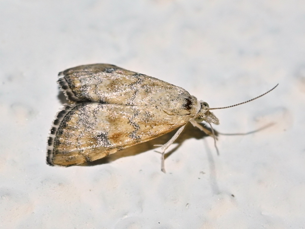 Hyperlais lutosalis