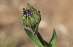 Dimorphotheca spectabilis
