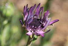 Dimorphotheca spectabilis