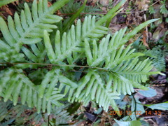 Pteris dispar
