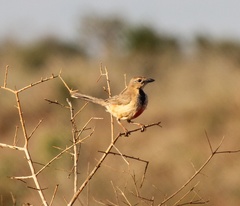 Rhodophoneus cruentus