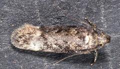 Chionodes thoraceochrella