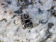 Pellenes geniculatus