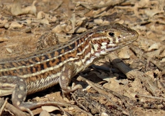 Spiny-Footed Lizard photo 2