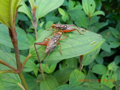 Cardiodactylus guttulus