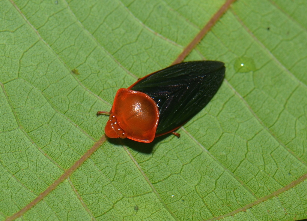 Euryaulacini