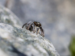 Pellenes geniculatus