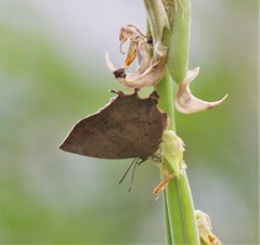 Surendra quercetorum