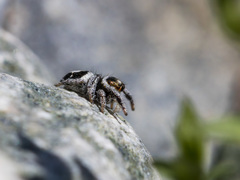 Pellenes geniculatus