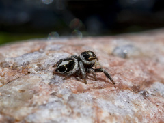 Pellenes geniculatus