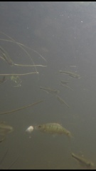 Barbodes semifasciolatus