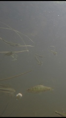 Barbodes semifasciolatus