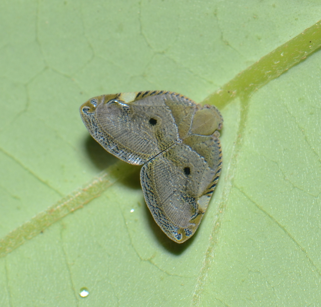 Ricanula limitaris