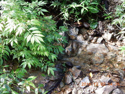 Elatostema lineolatum iNat (3)