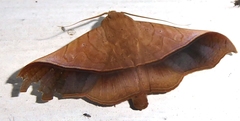 Chilkasa falcata
